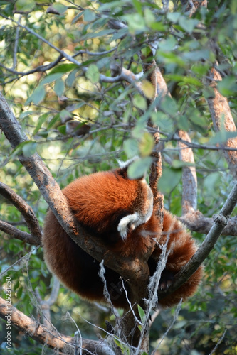 Cute red panda at the tree