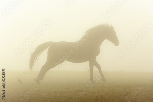Mustang im Nebel