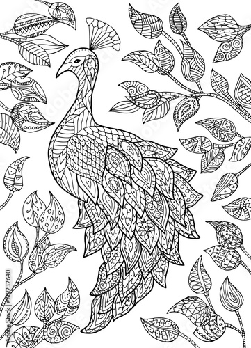 Peacock vector illustration.