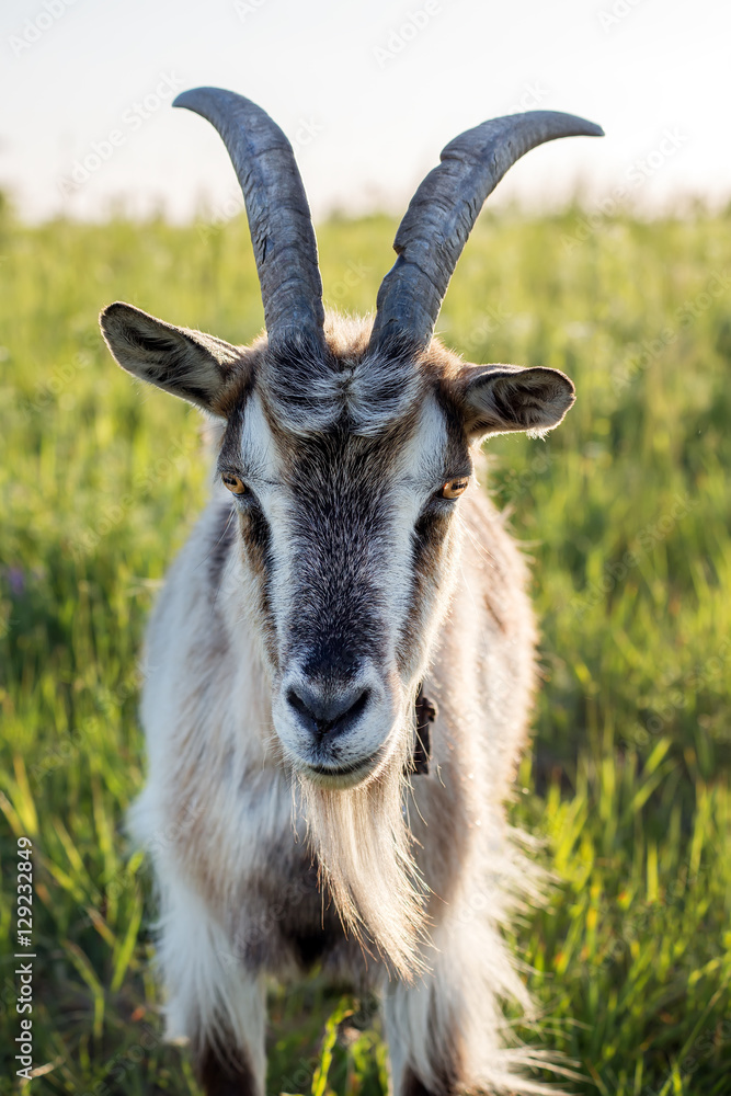 goat on the grassland goat on the grassland