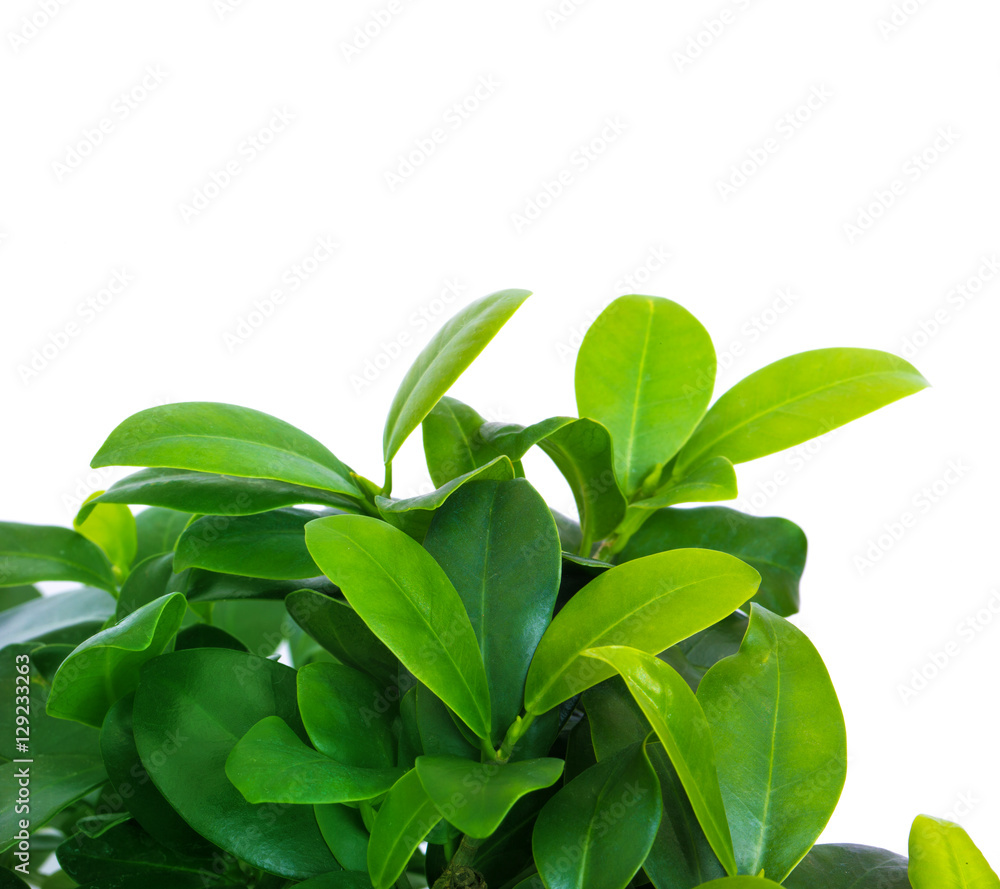 Green tree Green tree