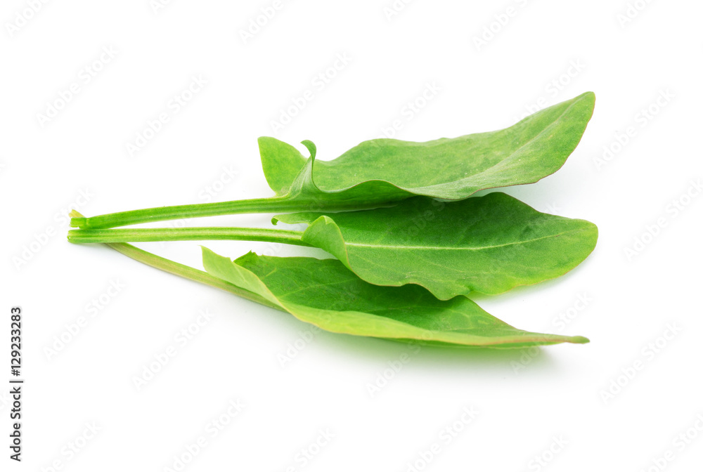Sorrel isolated on white background Sorrel isolated on white background