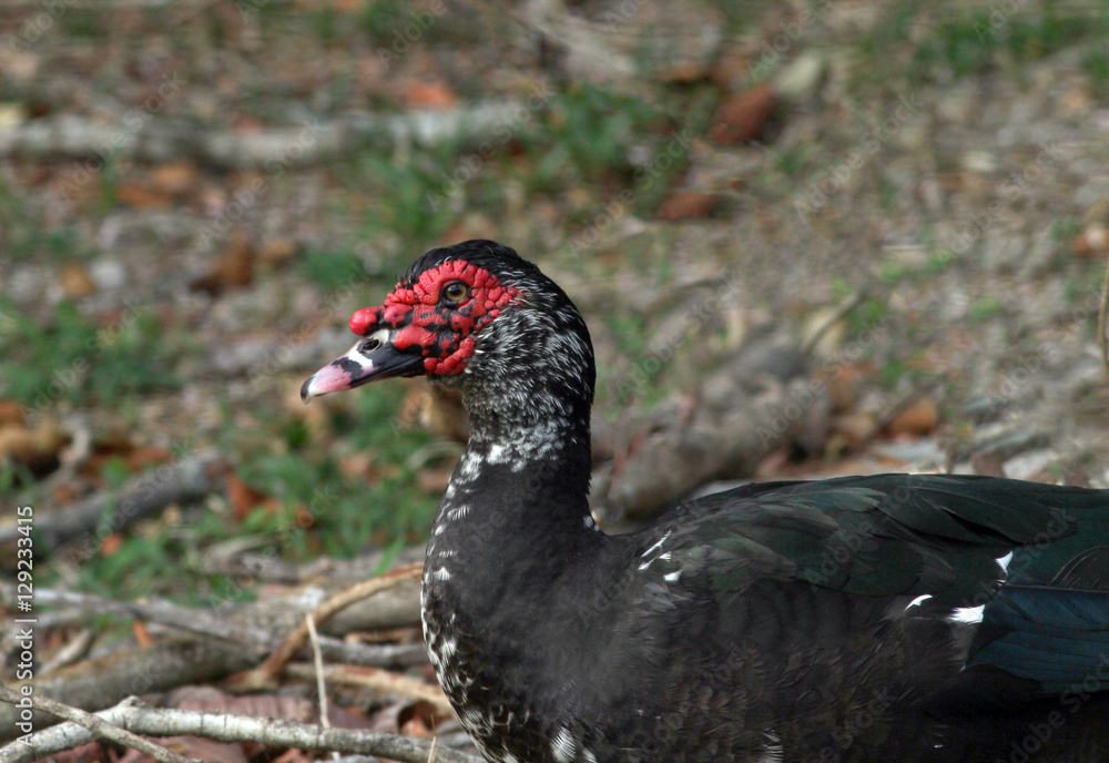 Fototapeta premium Muscovy Duck