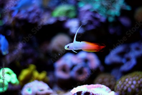 Firefish (Nemateleotris magnifica) photo