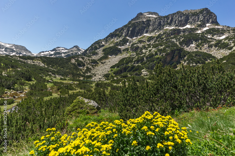 Landscape with Yellow spring flowers and  Dzhangal peak, Pirin Mountain, Bulgaria