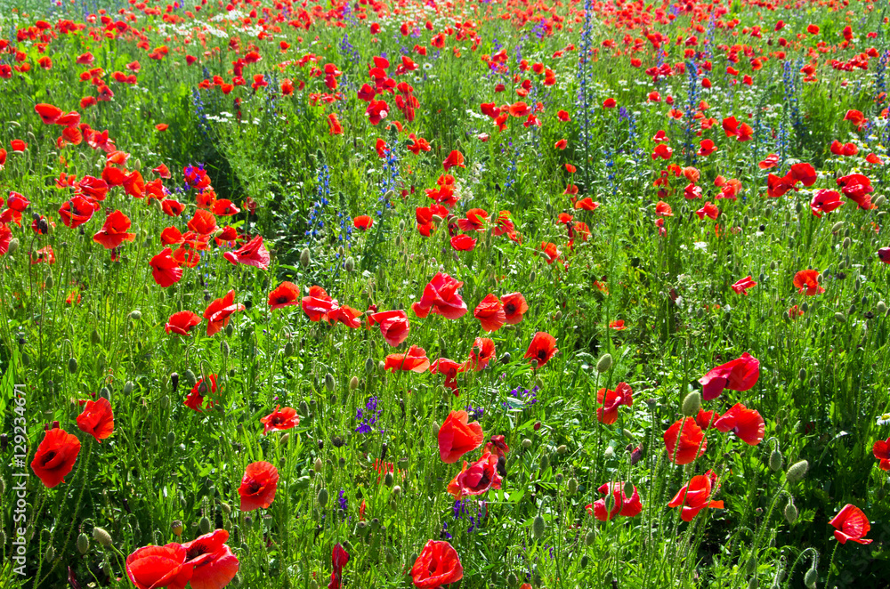 Naklejka premium Field of bright red corn poppy flowers in summer