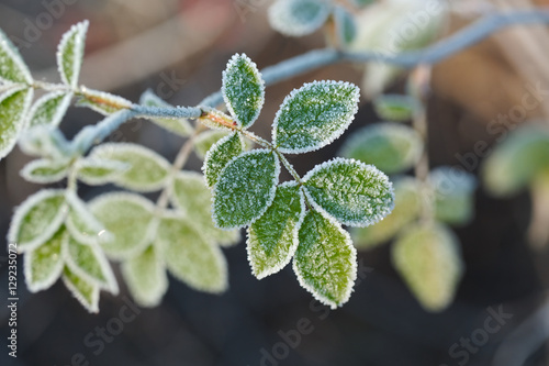 Frozen leaves with frost