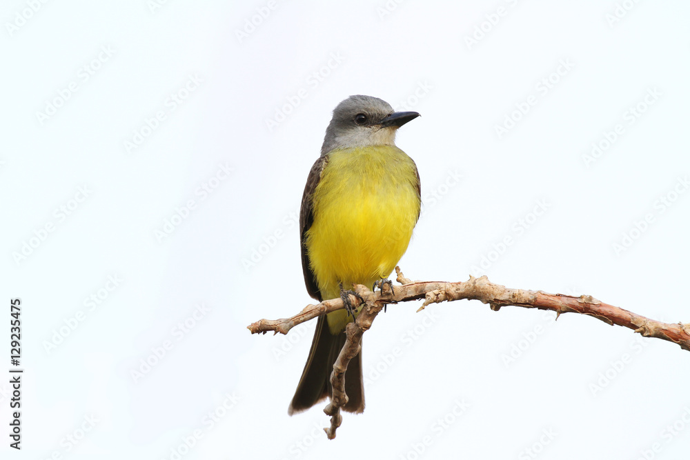 Obraz premium Tropical Kingbird (Tyrannus melancholicus)