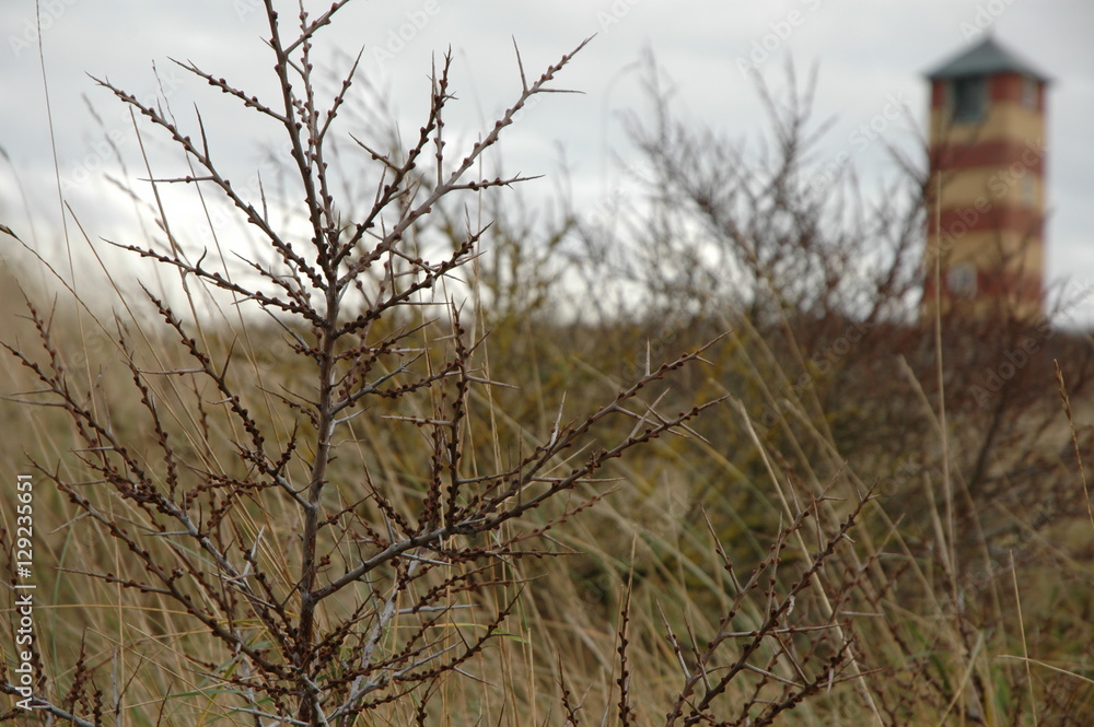 Herbstliche Düne. Auf Walcheren