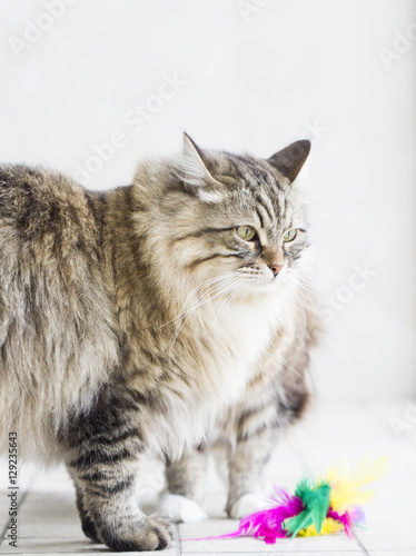 long haired cat in the garden, brown tabby version of siberian b