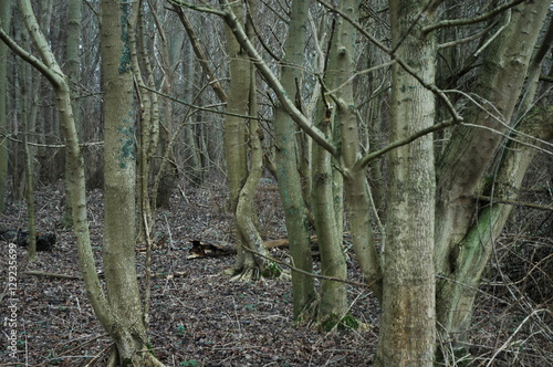 Unterholz im Hinterland. Walcheren