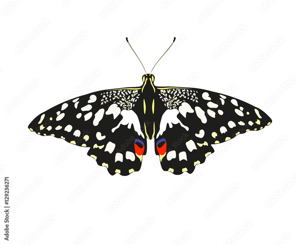 Fototapeta premium Rysunek motyla Mahaon