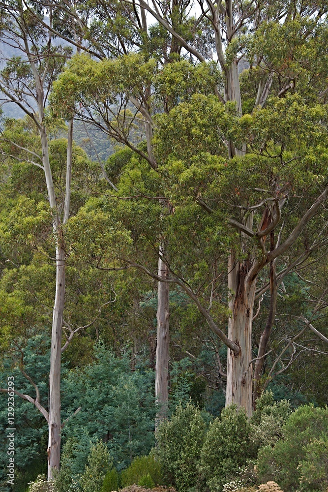 Fototapeta premium Trees in the woods