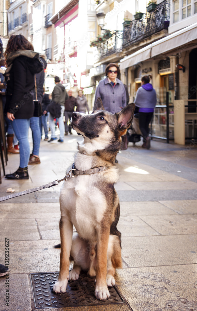 Cachorro observando a sus amos