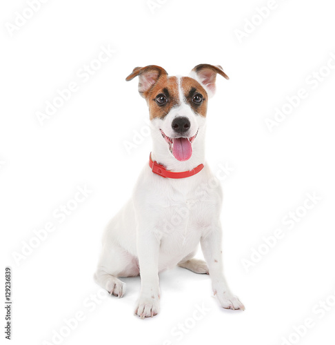 Jack Russell Terrier, isolated on white © Africa Studio