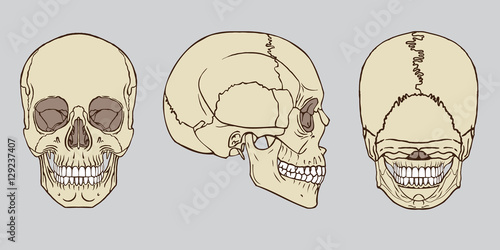 Human Skull Anatomy Vector