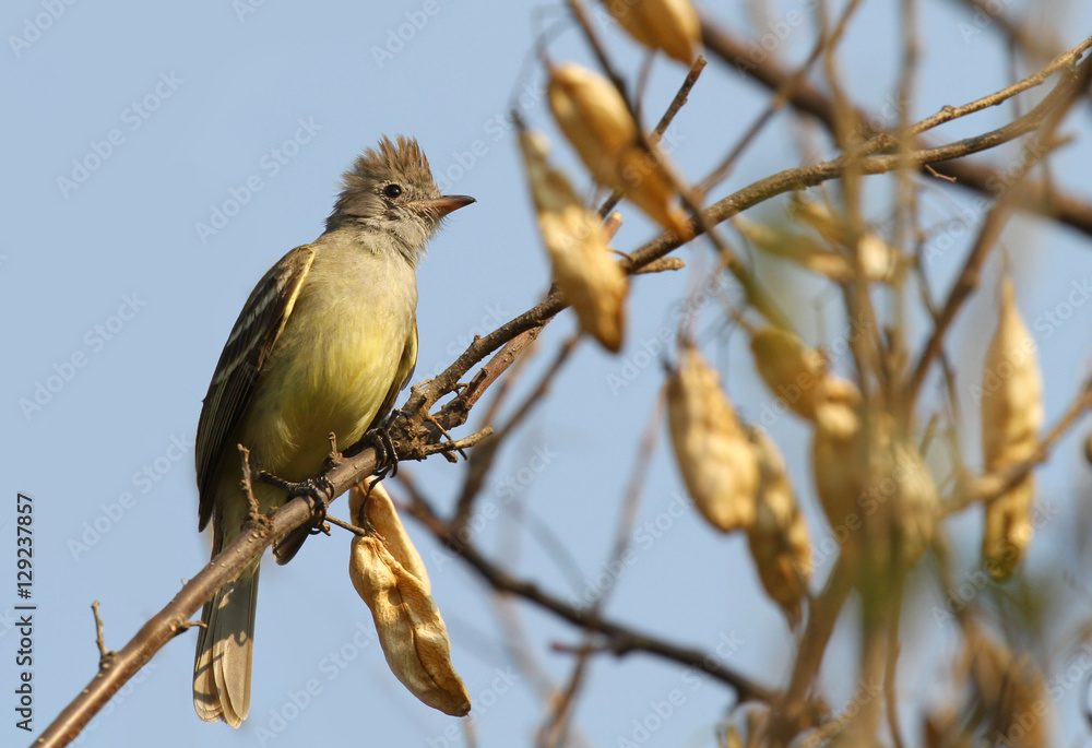 Yellow-bellied Elaenia (Elaenia flavogaster) Yellow-bellied Elaenia (Elaenia flavogaster)