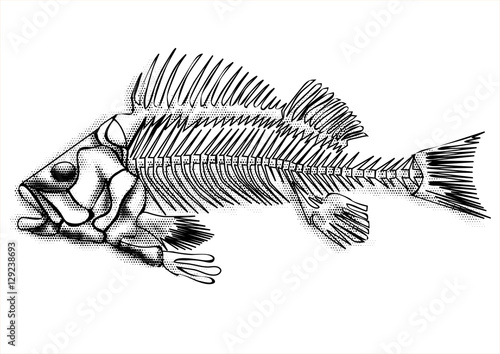 black fish skeleton photo