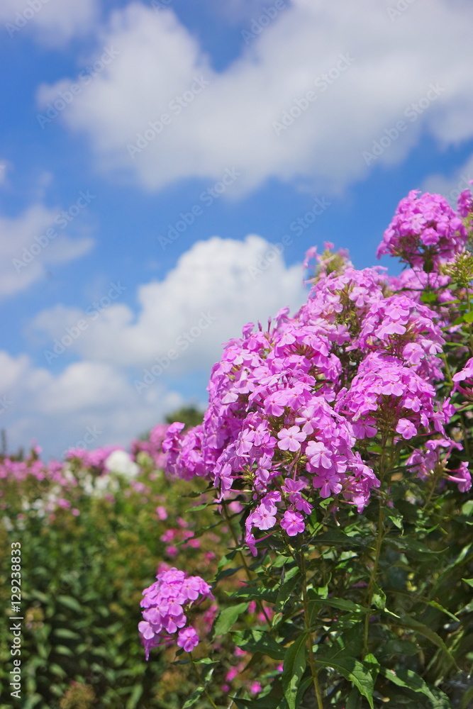 Purple flowers in the Nasu flower world in Japan