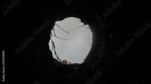 The man in the village bore holes Moto borer. Nature, village, summer, garden, fence