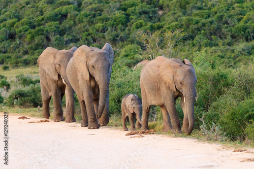 Family of elephants from South Africa