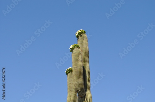 Saguaro cactus