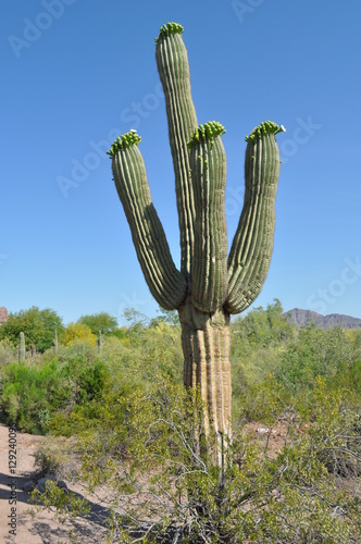 Saguaro cactus