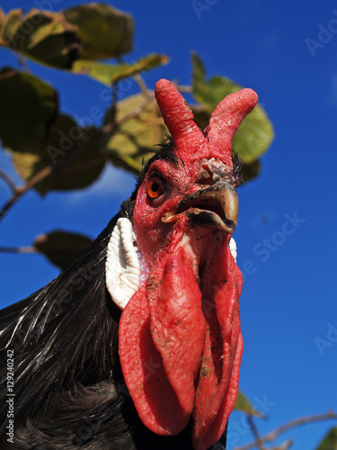 Poultry - Close-up of the head of a beautiful La Fléche rooster, a rare French breed of chicken.