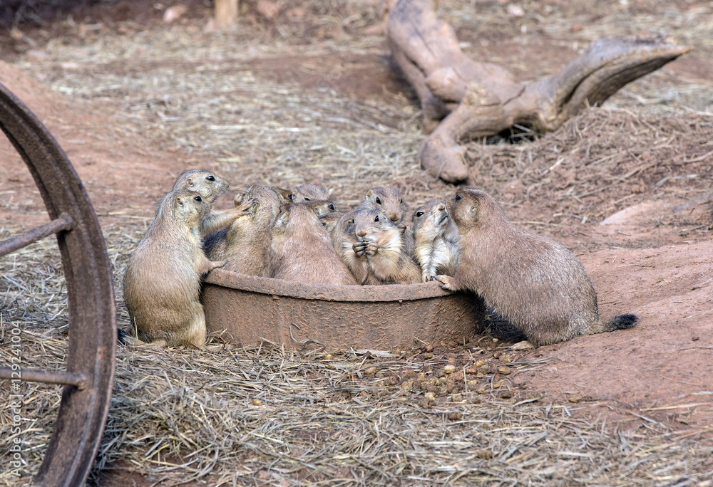 Fototapeta premium group of prairie dogs - South Dakota