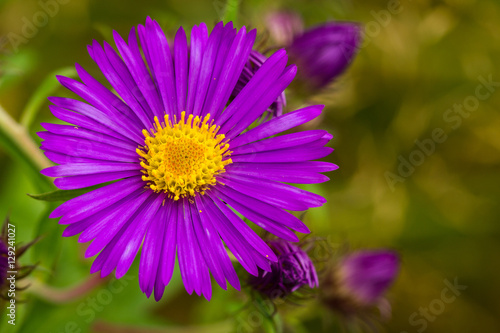 Aster