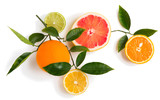 Different citrus fruits on a twig.