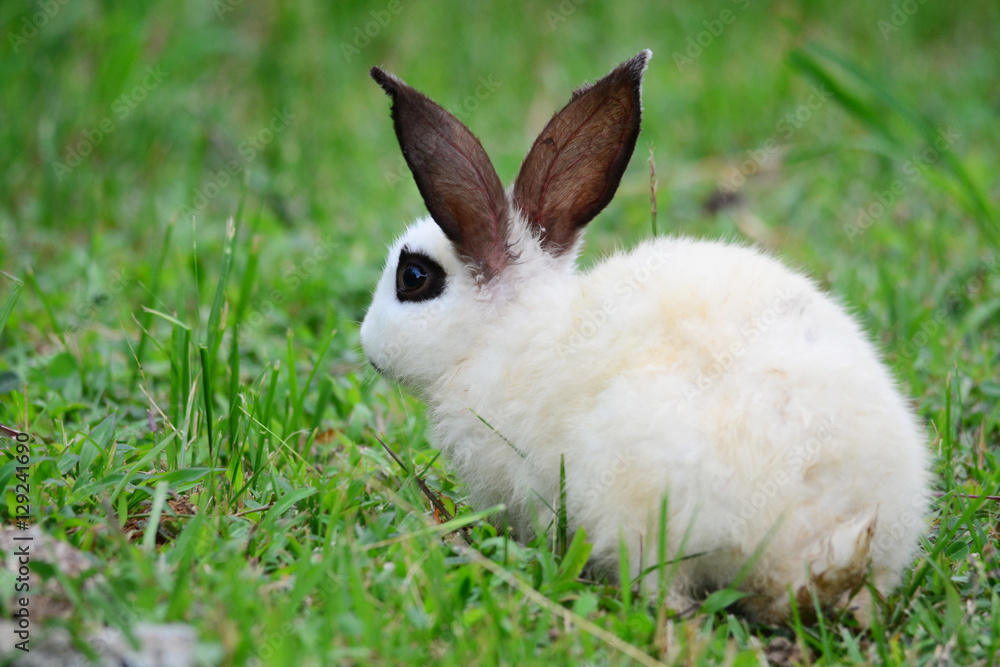 Bunny Rabbit Bunny Rabbit