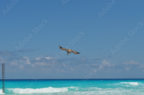 Pelican