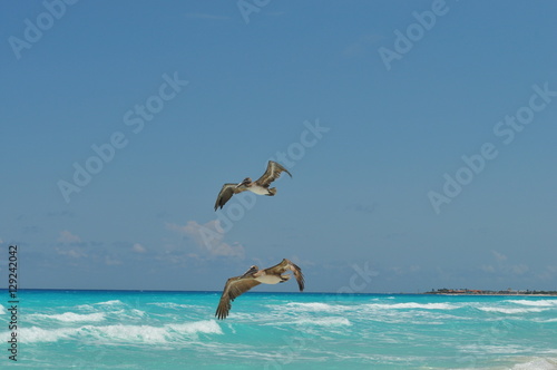 Pelicans