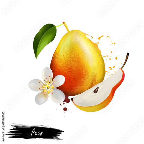 Pear fruit, leaf and flower isolated. Digita art illustration