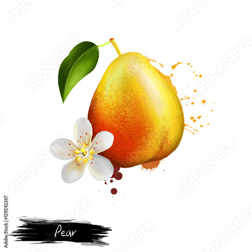 Pear fruit, leaf and flower isolated on white. Pear is any of several tree and shrub species of genus Pyrus, in the family Rosaceae. Fruits of the world collection. Digita art illustration