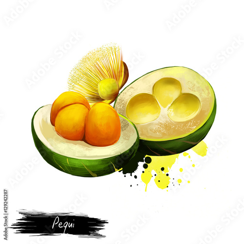 Pequi illustration isolated on white. 