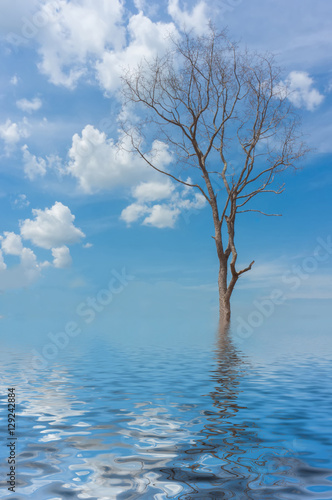 Tree without leaves against the  sky with flood effect for backg