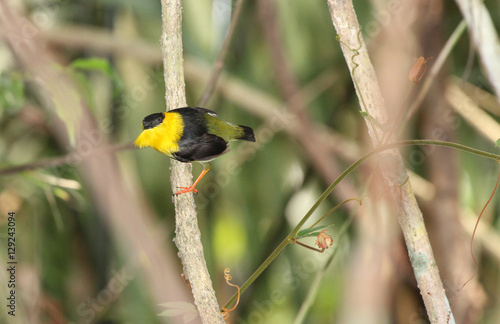 Golden-collared Manakin (Manacus vitellinus)