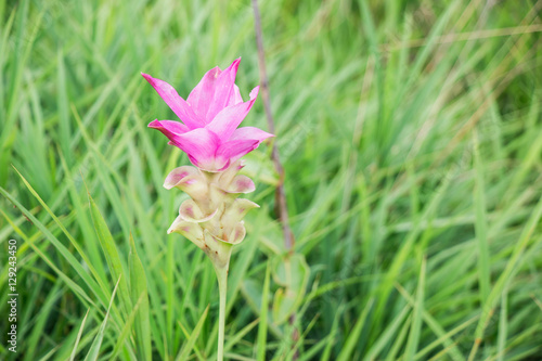 Curcuma aeruqinosa Roxb, Siam tulips photo