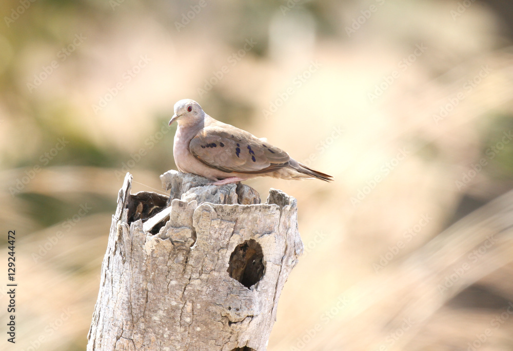 Fototapeta premium Plain-breasted Ground Dove ( Columbina minuta)