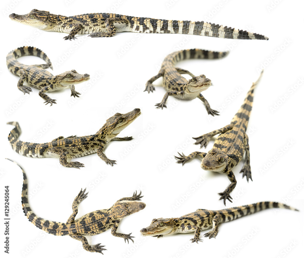 Naklejka premium young siamese crocodile isolated