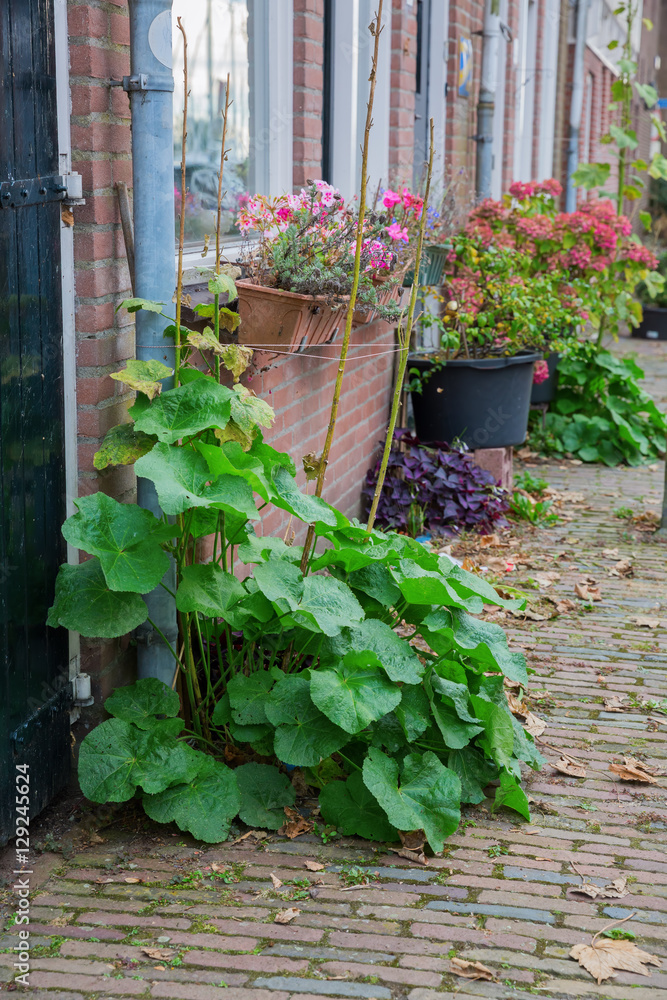 plants in front of row houses in a Dutch town