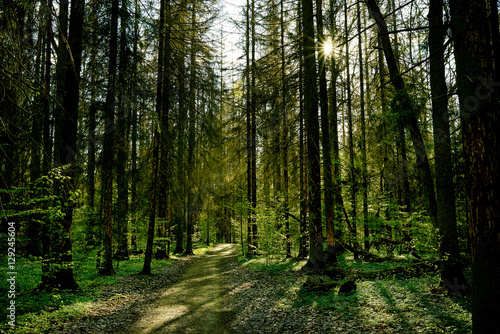 Fototapeta Naklejka Na Ścianę i Meble -  Magic dark forest. Autumn forest scenery with rays of warm light
