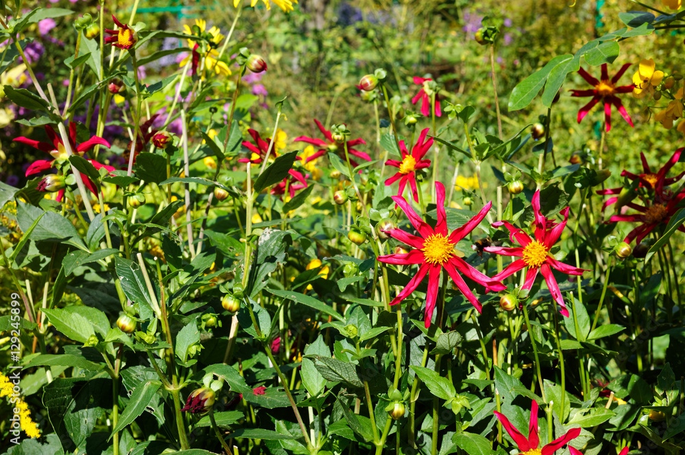 Fototapeta premium Monet's Garden Giverny France