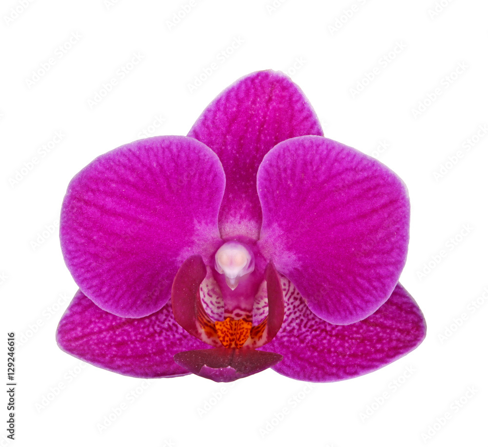 Flower of a purple Phalaenopsis orchid isolated Flower of a purple Phalaenopsis orchid isolated