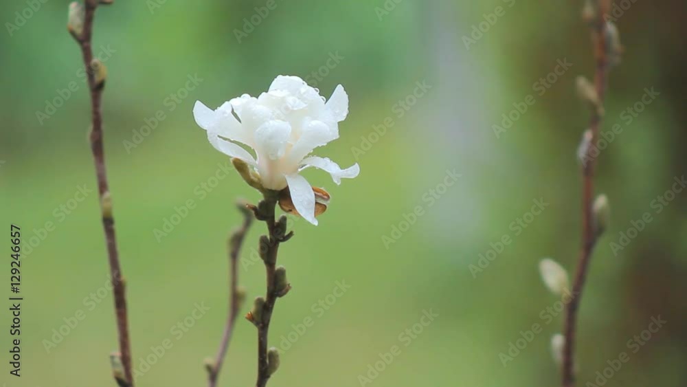 Shrub Magnolia Blossoms Magnolia tree blossom, white magnolia blossoms floral natural background Shrub Magnolia Blossoms Magnolia tree blossom, white magnolia blossoms floral natural background