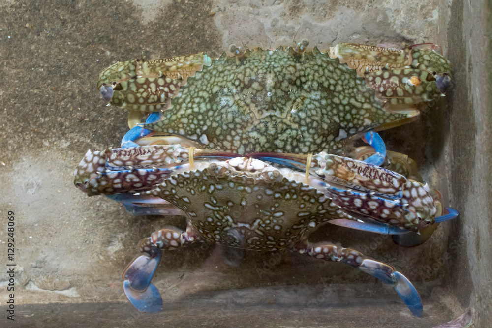 Flower Crab Stock Photo Adobe Stock