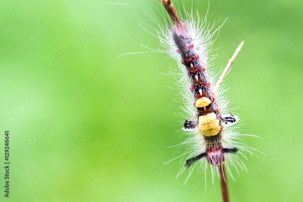 close-up hairy caterpillar on branch close-up hairy caterpillar on branch