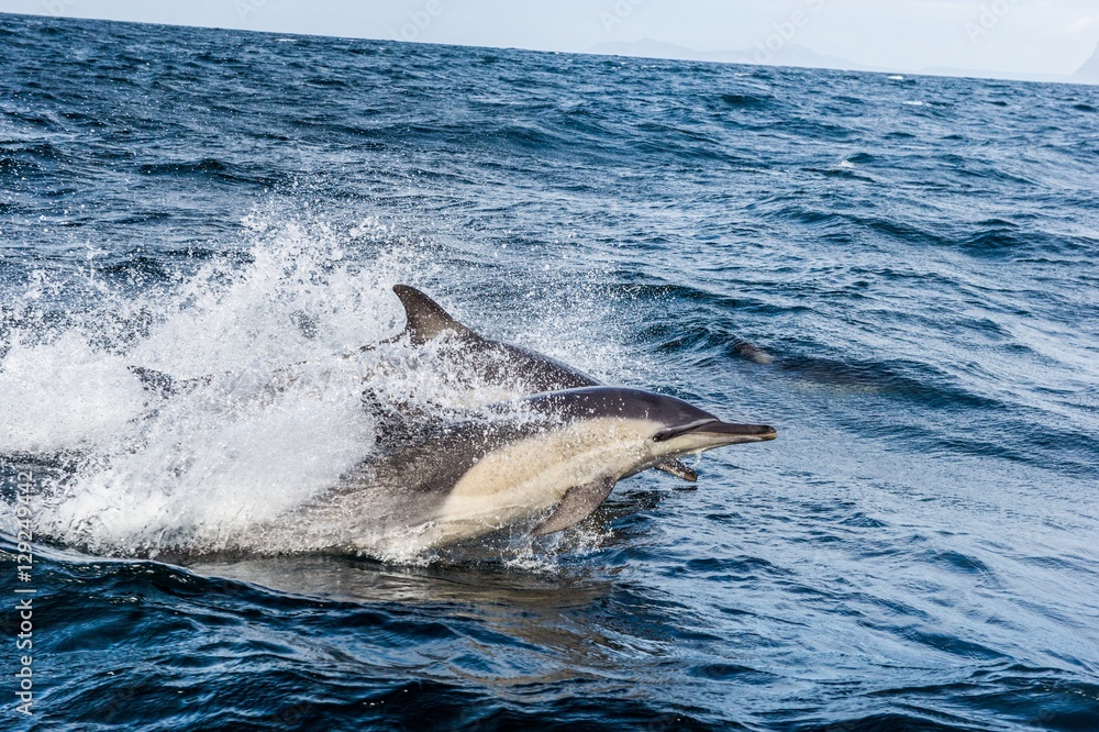 Fototapeta premium Dolphin, swimming in the ocean and hunting for fish. Dolphins swim and jumping from the water. The Long-beaked common dolphin (scientific name: Delphinus capensis)